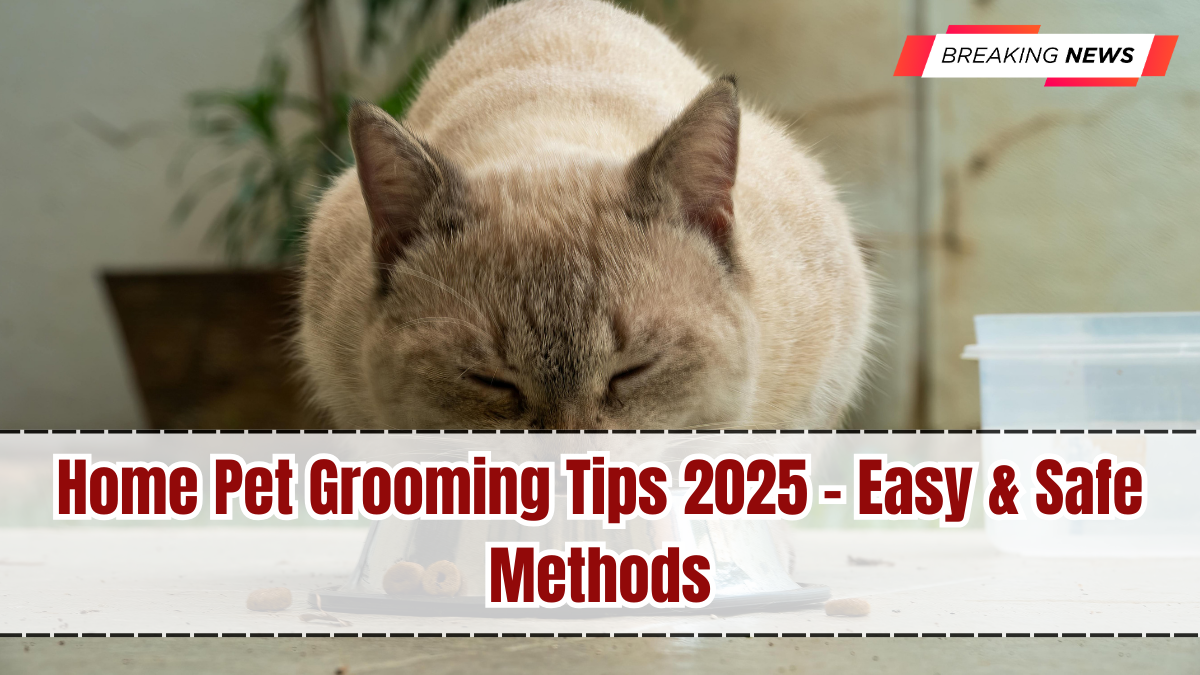 Home Pet Grooming Tips 2025 – Easy & Safe Methods
